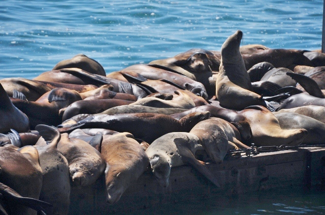 Moss Landing harbor seals